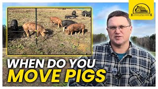How Frequently Should You Move Pastured Raised Pigs?