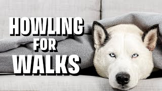 Howling for Walks: A Husky's Walktime Antics