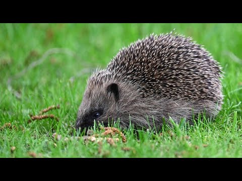 Zunehmend beliebt: Cricket in Deutschland