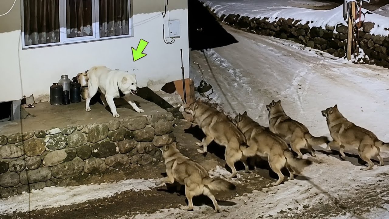 FOI ISSO QUE O CÃO FEZ QUANDO OS LOBOS ATACARAM