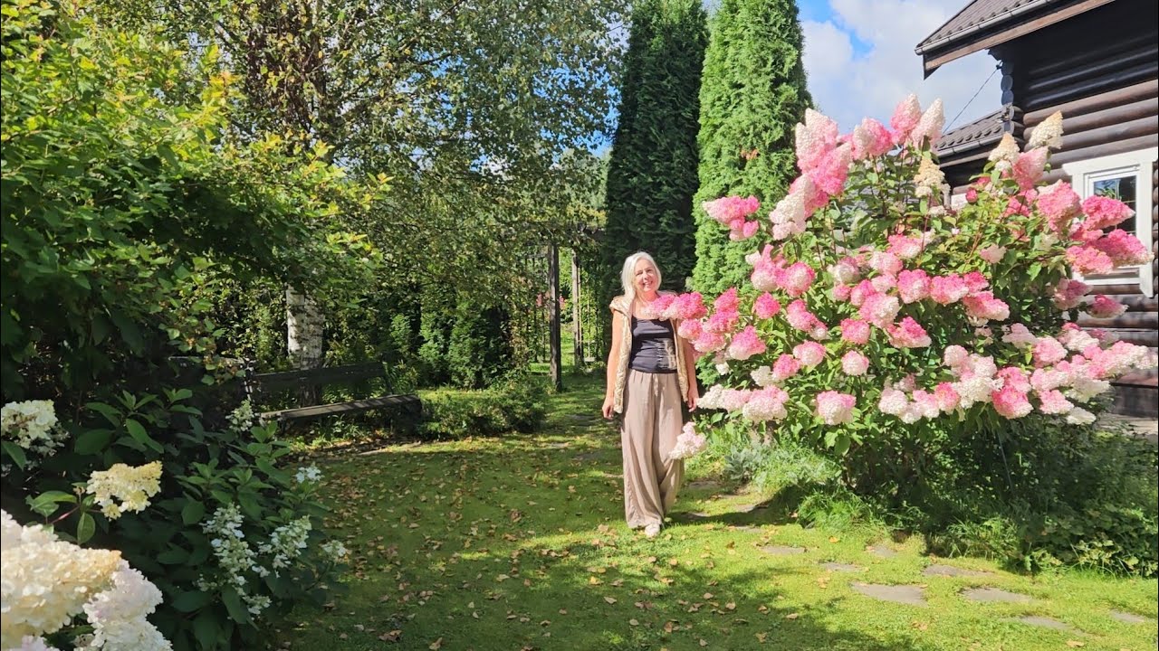 Метельчатые гортензии в саду 