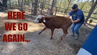 It gets easier... Right? Cows sick…