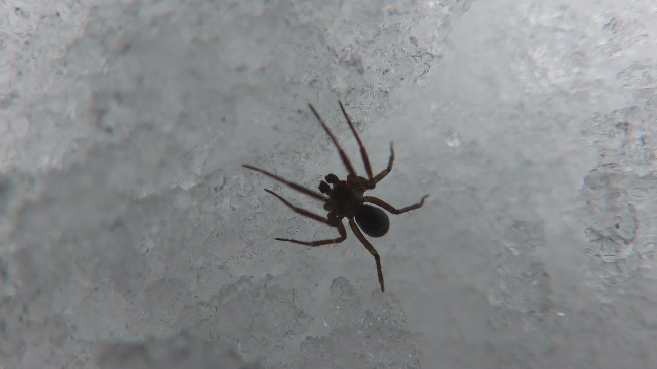 снежные паучки. что едят пауки зимой. снежный паук. паук ест паука. каракурт крестовик.