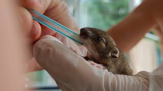 Kleine Maus Mit Großem Hunger, Babymaus Aufziehen