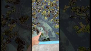 MUITOS BICHOS NA PISCINA DE CHERNOBYL