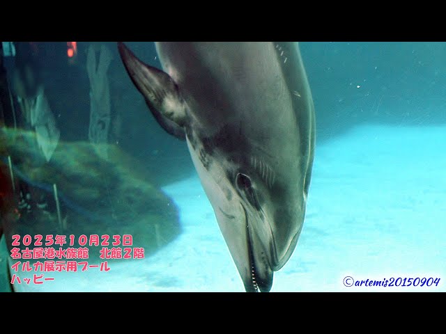 2025年10月23日 名古屋港水族館 北館2、3階 イルカの展示用