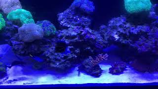 Why do I get brown algae when I have no nitrate or phosphate?