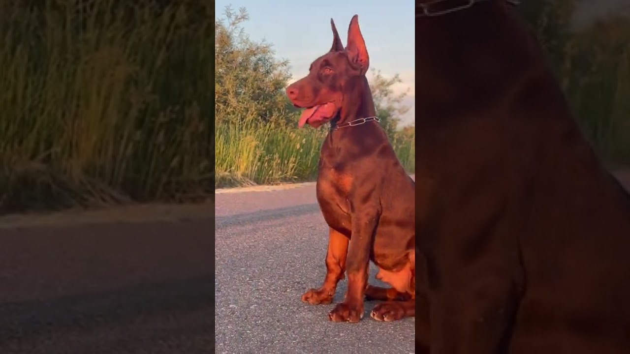 DOBERMAN DOG 🐶|Ragu Pets Vlog| Tamil ❤️