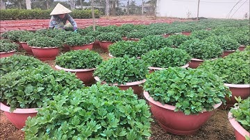 Vô chân và thêm phân hữu cơ cho cúc mâm xôi Hàn(28/9) #cucmamxoi #flowers #flowers 