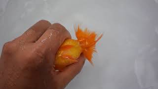 DSC 7014