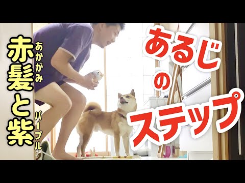 【柴犬こむぎ】お人形さんを気遣う柴犬こむぎと気遣えないパープルあるじ【あるじのステップ】