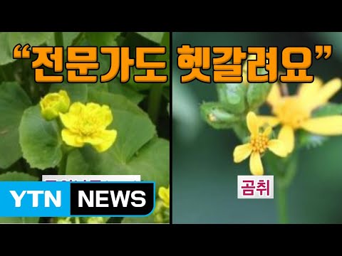 [자막뉴스] "전문가도 헷갈려요" 독버섯·독초 주의 / YTN