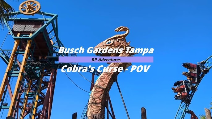 Novo tigre ameaçado chega ao Busch Gardens Tampa Bay