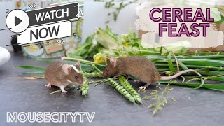 Cereal Feast - MouseCityQuickTV