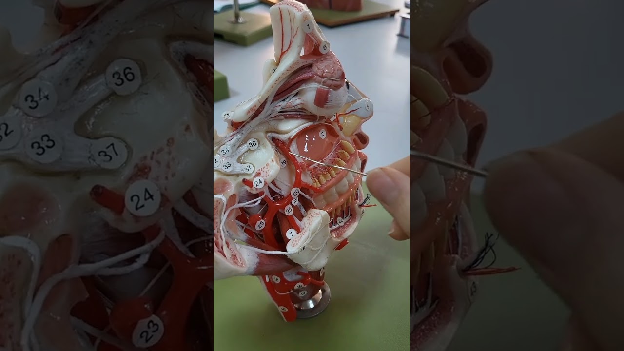 Baş damar ve sinir anatomisi