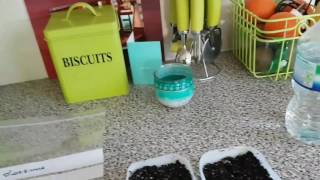 Cacti seed sowing ramble and two shouts!!