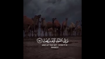 افلا ينظرون إلى الإبل كيف خلقت ( قران كريم ) عبدالرحمن مسعد