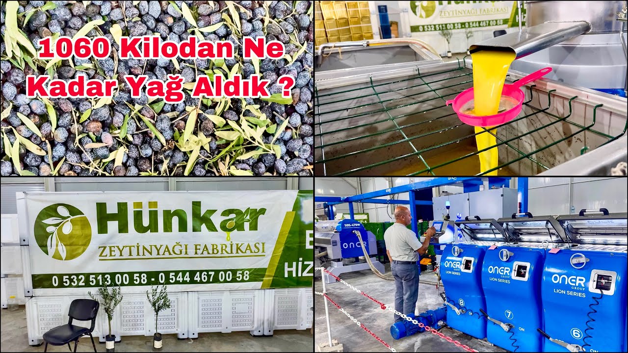1-ton-60-kilo-zeytinden-bak-n-ka-kilo-zeytinya-kt-h-nkar