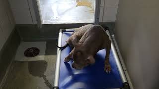 acs A670265
