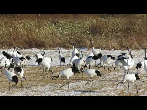 Red-crowned Cranes dancing