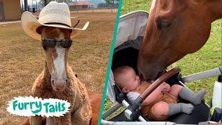 The Best of Funny Horse Videos: Cute and Clever Moments