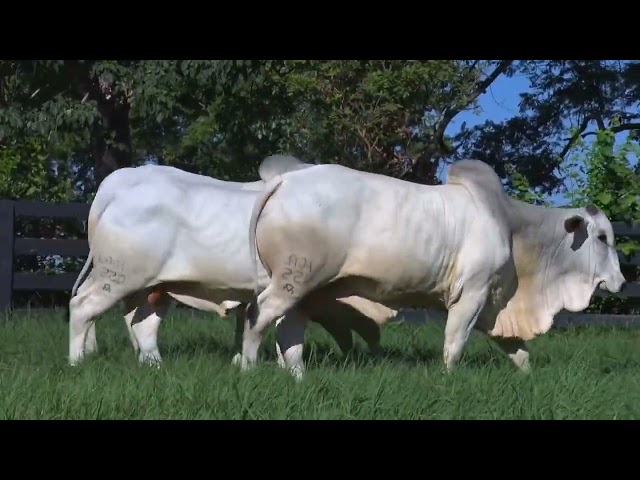 LOTE 042 - LAJI 220 - 221 - 210 - LEILÃO VIRTUAL FAZENDA NOVA GENÉTICA 2024