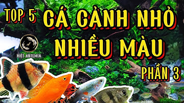 Top 5 Cá Cảnh Nhỏ Nhiều Màu, Cá Cảnh Bé Cho Bể Thủy Sinh Của Bạn