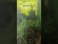 Black Shrimp | #shrimp #aquarium #shorts