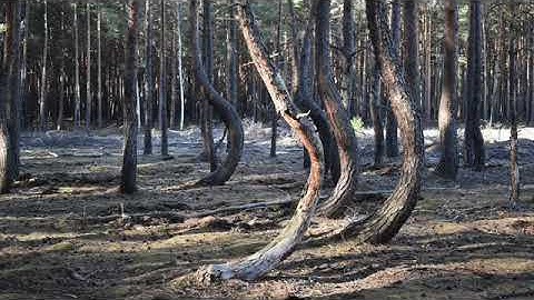 My Budget Travel Crooked Forest