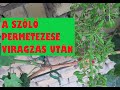 A szőlő permetezése virágzás után