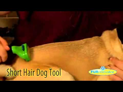 FURminator Short Hair Dog - YouTube