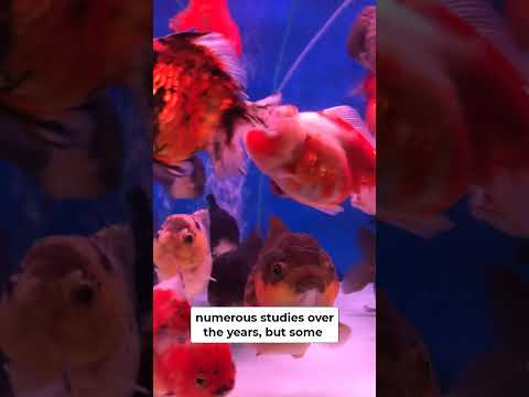 Wideo: Złota rybka nie ma trzysekundowej pamięci