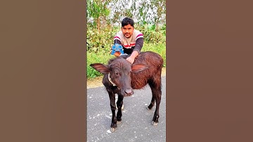 RC remote control Cube बछरा unboxing and testing 🔥#shorts #buffalo
