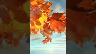 #sarahjoy #autumnleaves https://youtube.com/channel/UC9L5Cp_98Ou4DetaORgaI2g?si=MP6y2ECCASveBtv8