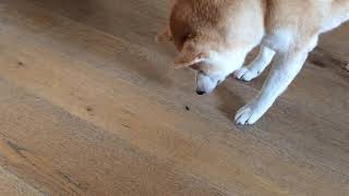 Shiba inu fight with fly by Alice 514 views 6 years ago 49 seconds