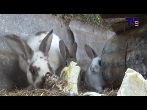 მებოცვრეობა ვალეში – დამწყები ფერმერის სამომავლო გეგმები