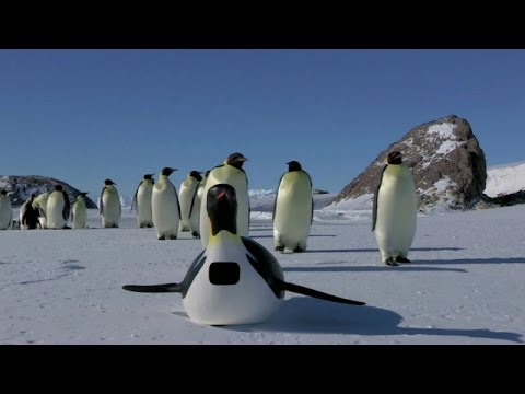 Bagaimana merekam burung penguin dari dekat?