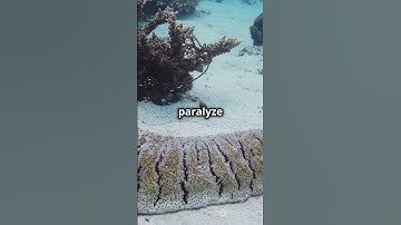 THE MIND-BLOWING SEA CUCUMBERS!! #shortvideo #facts #scifacts #shortfeed #science #shorts #ocean