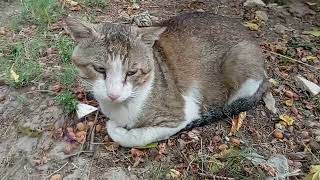 OH WOW Friends! This Nature Tabby Cat Looks Big and Beautiful Too