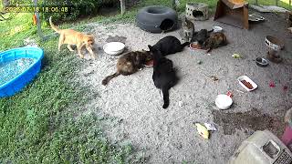 Fresh water for the #Florida heat. Feeding time today for my community cats.