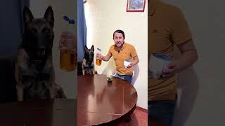 Insecticida casero para que moscas y mosquitos dejen en paz a tu perro 🪰 🐶 #perros #malinois