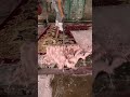 Foam scraping #55#satisfying #asmr #carpetcleaning.