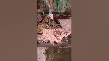 Foam scraping #55#satisfying #asmr #carpetcleaning.