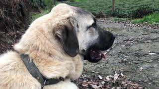 Kangal Ares Çok Yakışıklı (Kangal Günleri)