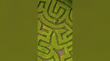 They said I was too dumb to solve this maze 🤡