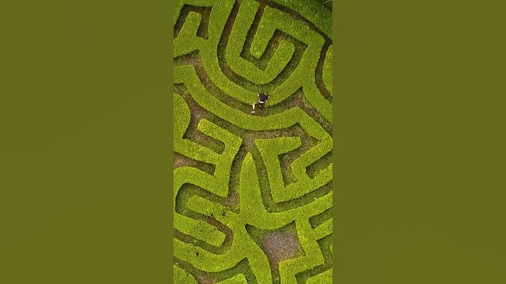 They said I was too dumb to solve this maze 🤡