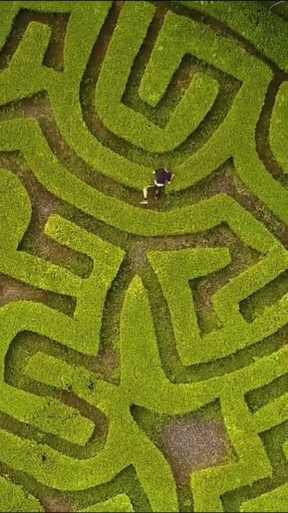 They said I was too dumb to solve this maze 🤡