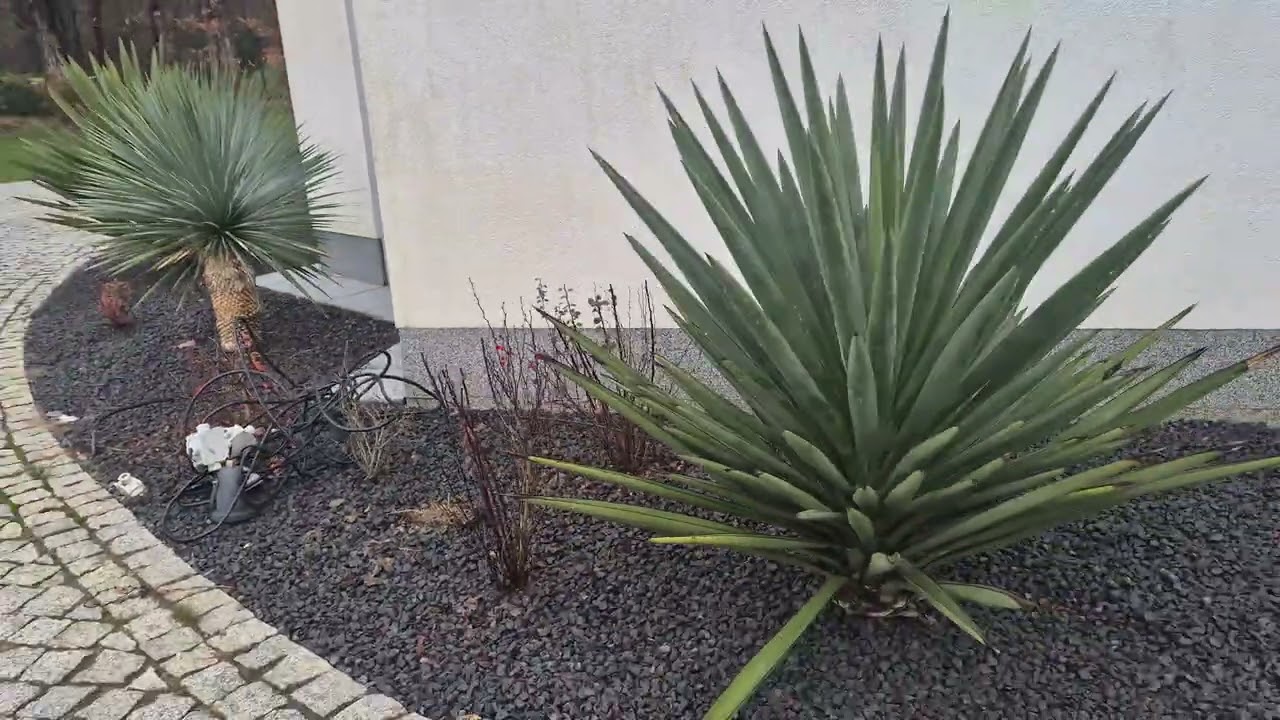 Юкка в саду. Лучшие: Мадренсис, Рострата, Глориоза.