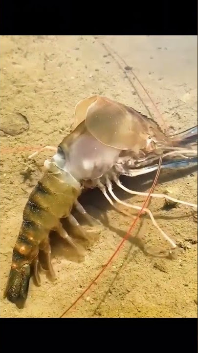 sea jhinga fish