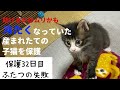 冷たくなっていた子猫の保護、32日目